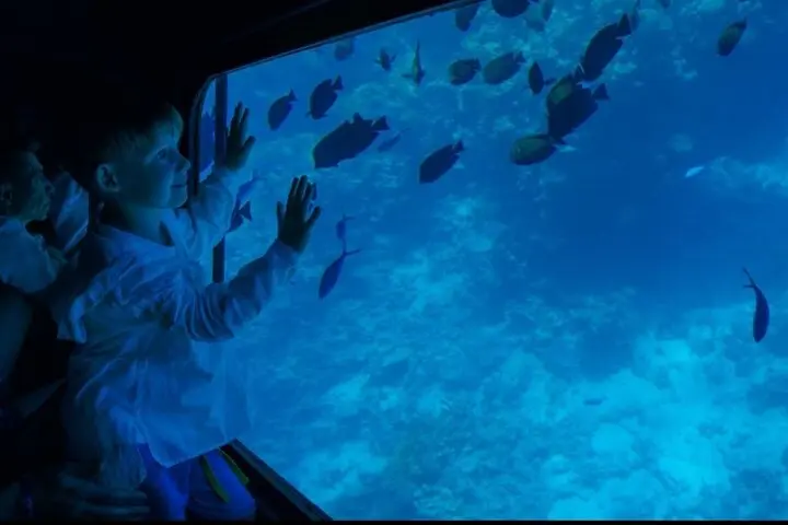 Semi Submarine & Underwater Viewing