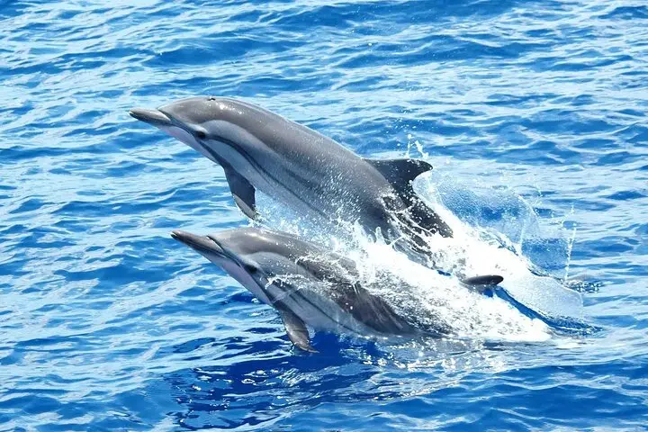 swimming-with-dolphins-in-hurghada--unforgettable-marine-experience (10 minutes)